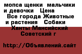 мопса щенки -мальчики и девочки › Цена ­ 25 000 - Все города Животные и растения » Собаки   . Ханты-Мансийский,Советский г.